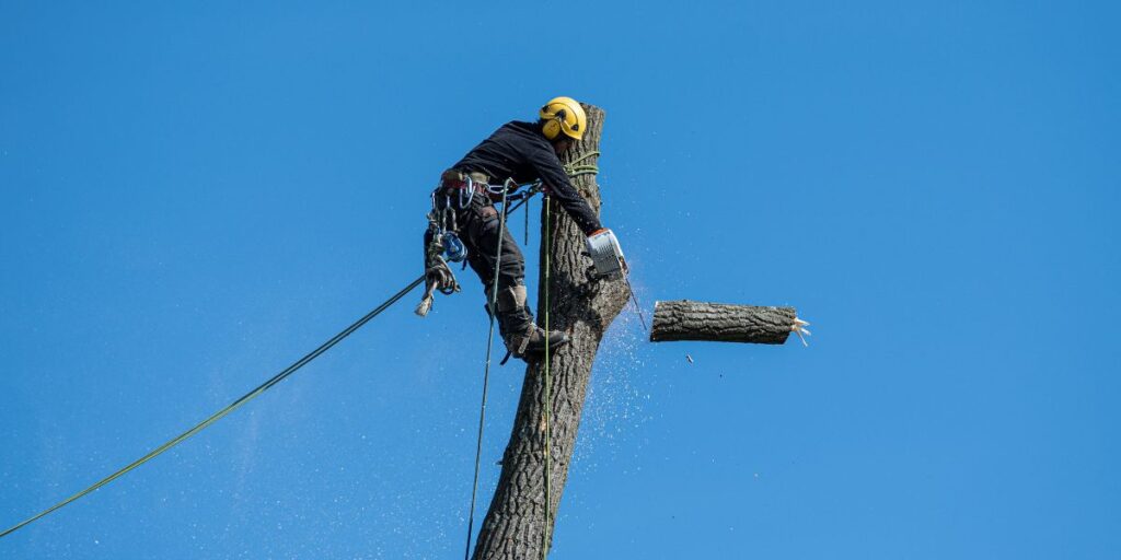 Trusted Arvada Tree Removal Services for Homes and Businesses
